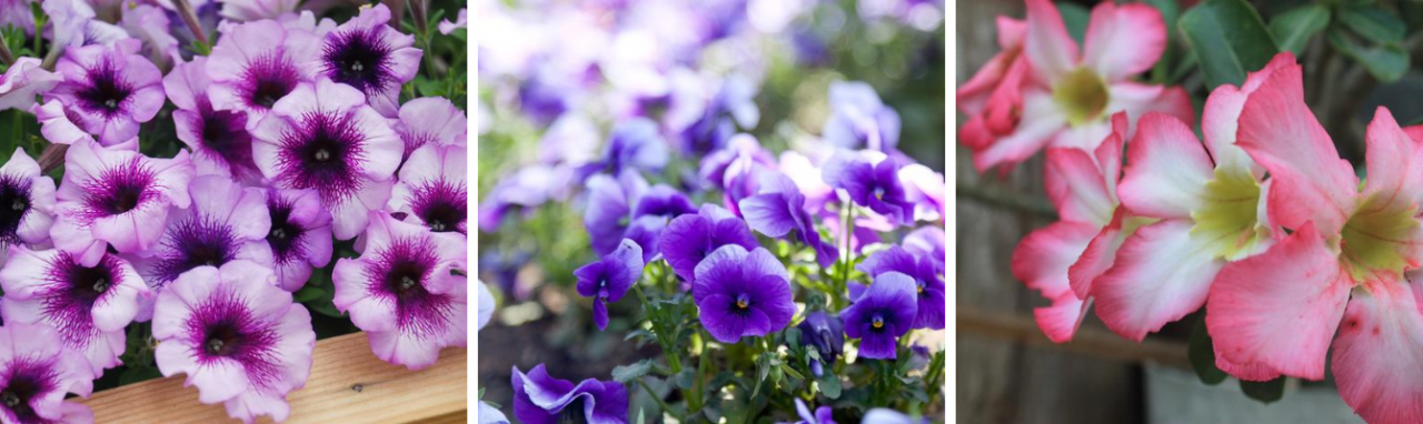 Tuinplanten TuinWereld Dordrecht