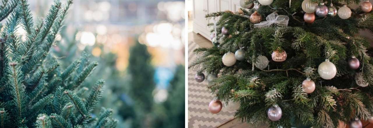 TuinWereld Dordrecht | Kerstbomen | Goedkoopste kerstbomen