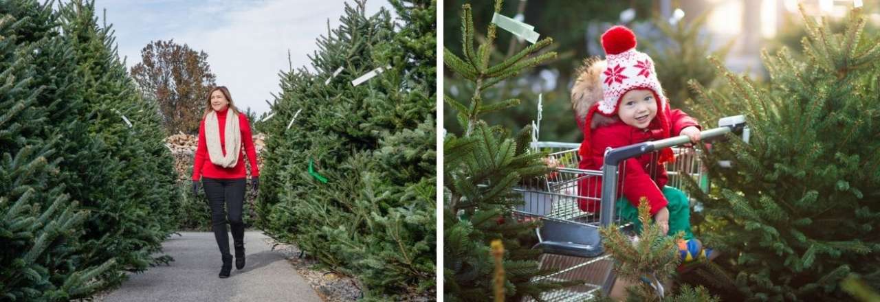 Kerstbomen - TuinWereld