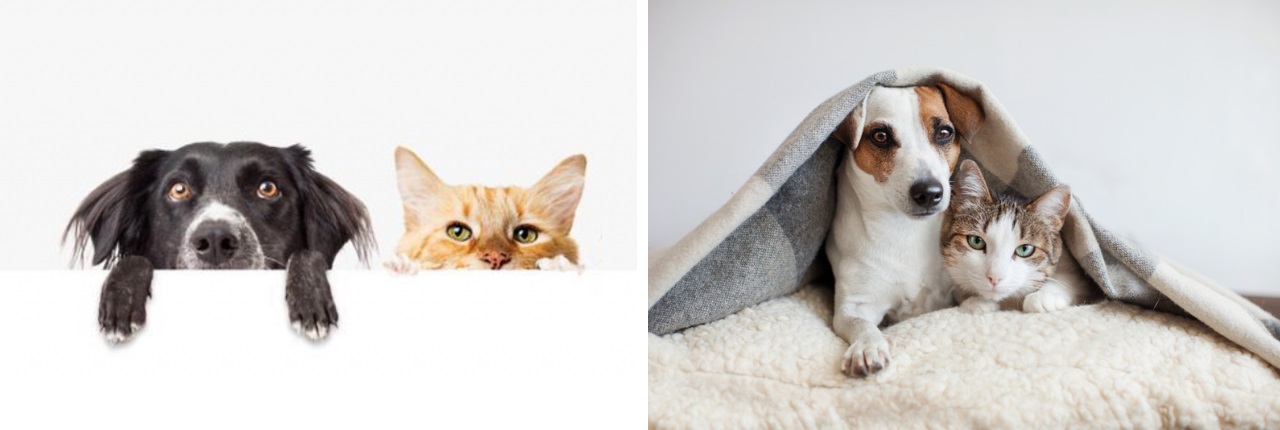 Dierenwinkel nabij Hendrik-Ido-Ambacht honden katten knaagdieren vissen vogels