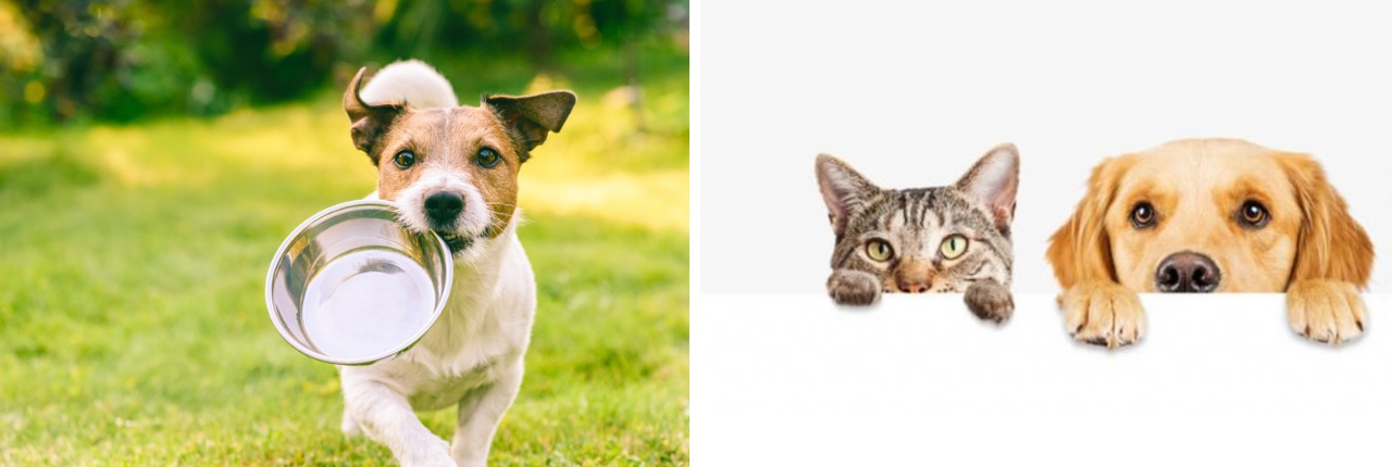 Dierenwinkel in de buurt Hendrik-Ido-Ambacht hond kat knaagdier vissen vogels