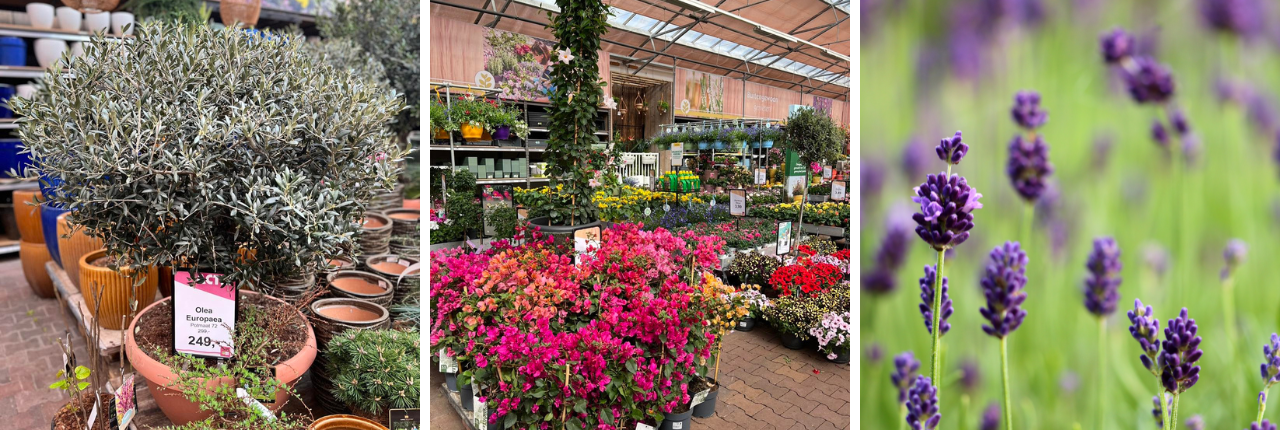 Mediterrane tuinplanten | TuinWereld Dordrecht