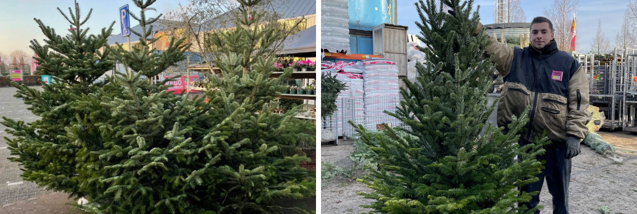 Kerstboom kopen in de buurt van 's-Gravendeel TuinWereld Dordrecht