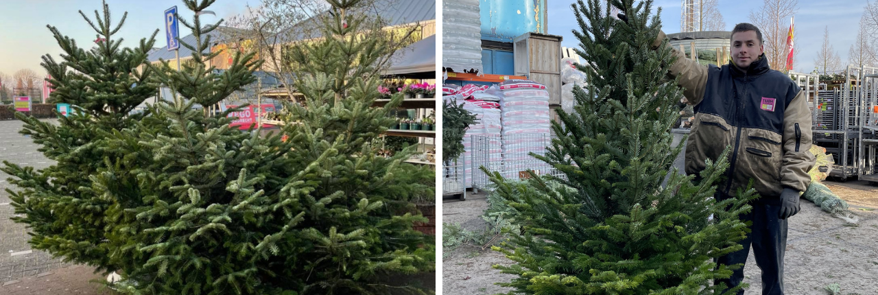 Sherlock Holmes kiem Pessimistisch Kerstboom kopen Zwijndrecht - TuinWereld Dordrecht