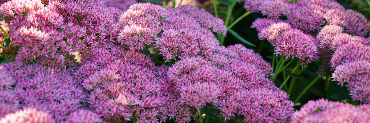 Sedum - Tuinwereld Dordrecht