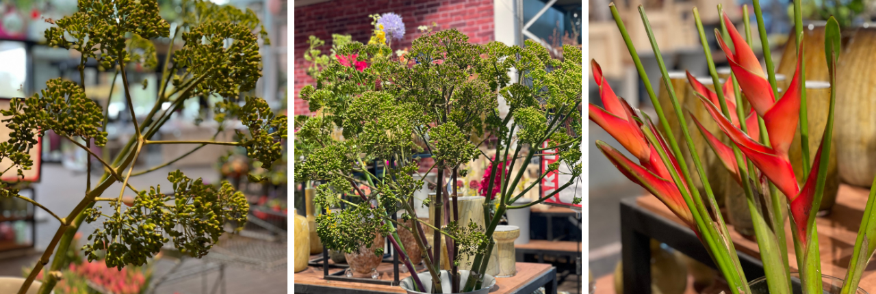 Bloemen TuinWereld Dordrecht