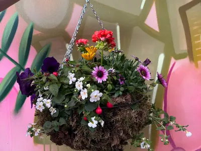 Workshop hanging basket vol zomerpracht
