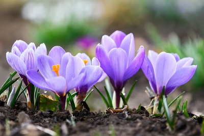 De vrolijkste voorjaarsbloeiers
