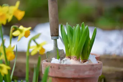 Huis- en tuintips voor januari