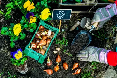 Opfriscursus voorjaarsbollen planten