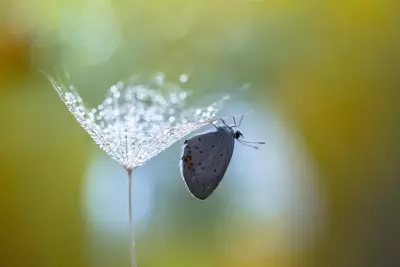 Tuinplanten die in de herfst bijen en vlinders aantrekken