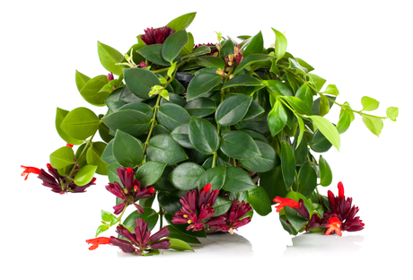 Aeschynanthus Twister bloeiend hangpot