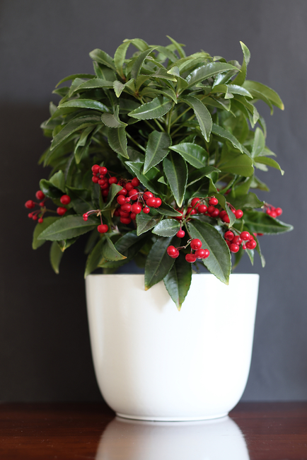 Ardisia crenata Bospremium Red