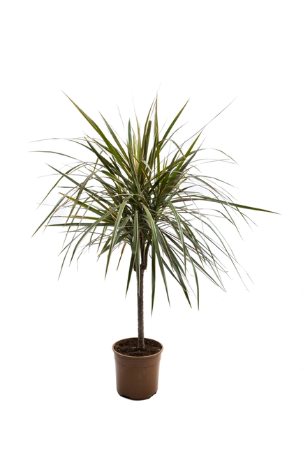 Dracaena Marginata P14