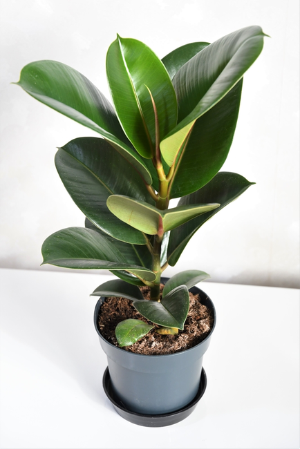 Ficus P27 Elastica Robusta