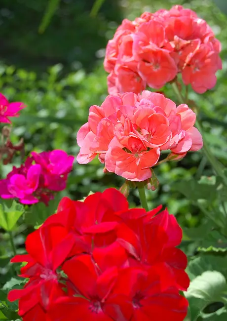 Geraniums