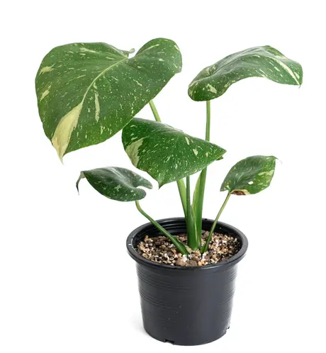 Monstera P12 Thai Constellation
