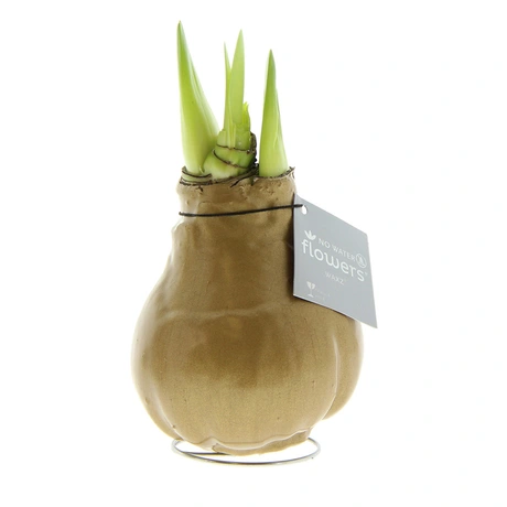 No Water Flowers Gold