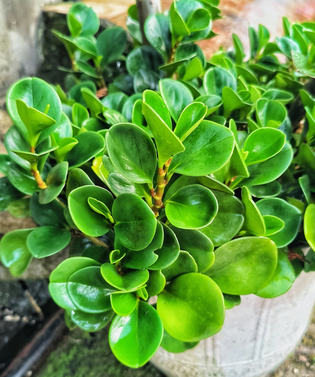 Peperomia Obtusifolia groen P12