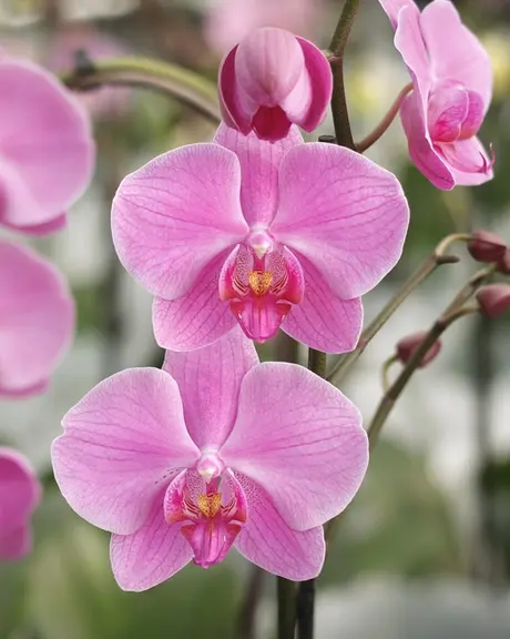 Phalaenopsis Xmas terrarium