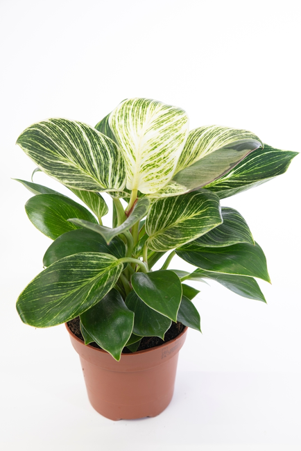 Philodendron White Wave