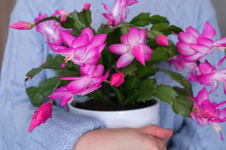 Schlumbergera 4 kleuren 70+ knop