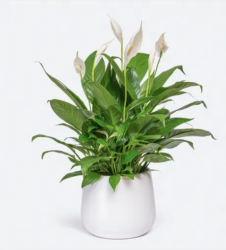 Spathiphyllum Sweet Ricardo