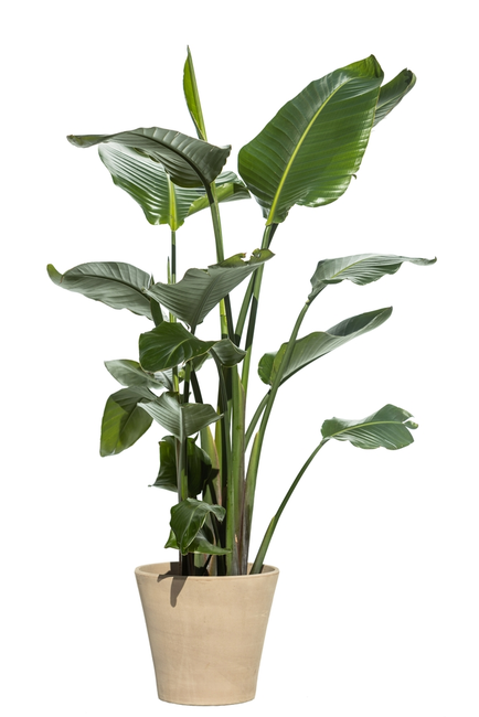 Strelitzia Nicolai P27