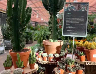 Cactussen en vetplanten