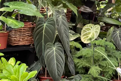 Kamerplanten | TuinWereld Dordrecht