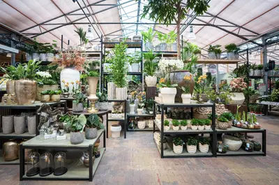 Kamerplanten | TuinWereld Dordrecht