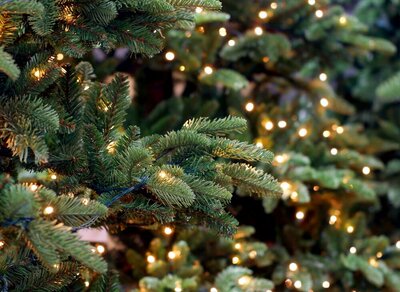 Kunstkerstbomen | TuinWereld Dordrecht