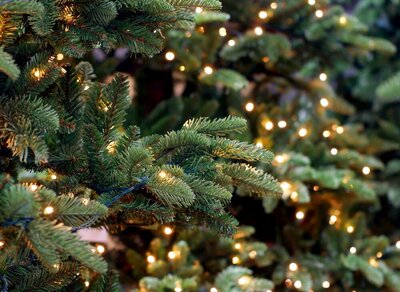 Kunstkerstbomen | TuinWereld Dordrecht