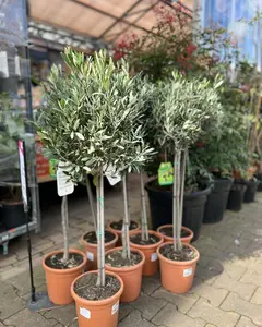 Mediterrane tuinplanten
