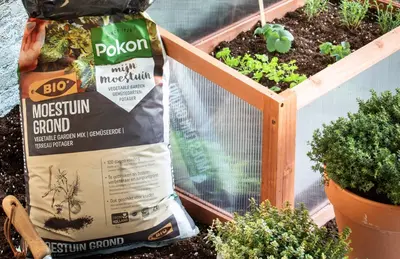 Moestuin